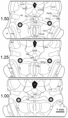 Cellular and Molecular Mechanisms of REM Sleep Homeostatic Drive: A Plausible Component for Behavioral Plasticity